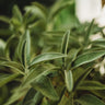 Sage, Broadleaf