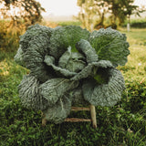 Savoy Perfection Cabbage Seeds