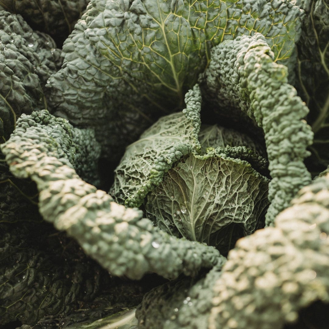 Savoy Perfection Cabbage