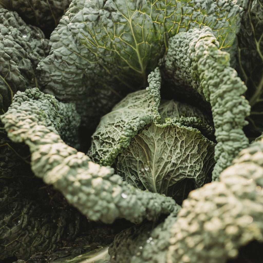 Savoy Perfection Cabbage Seeds