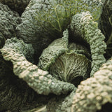Savoy Perfection Cabbage Seeds