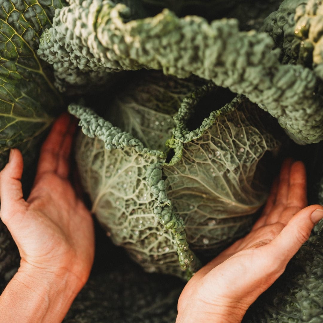 Savoy Perfection Cabbage