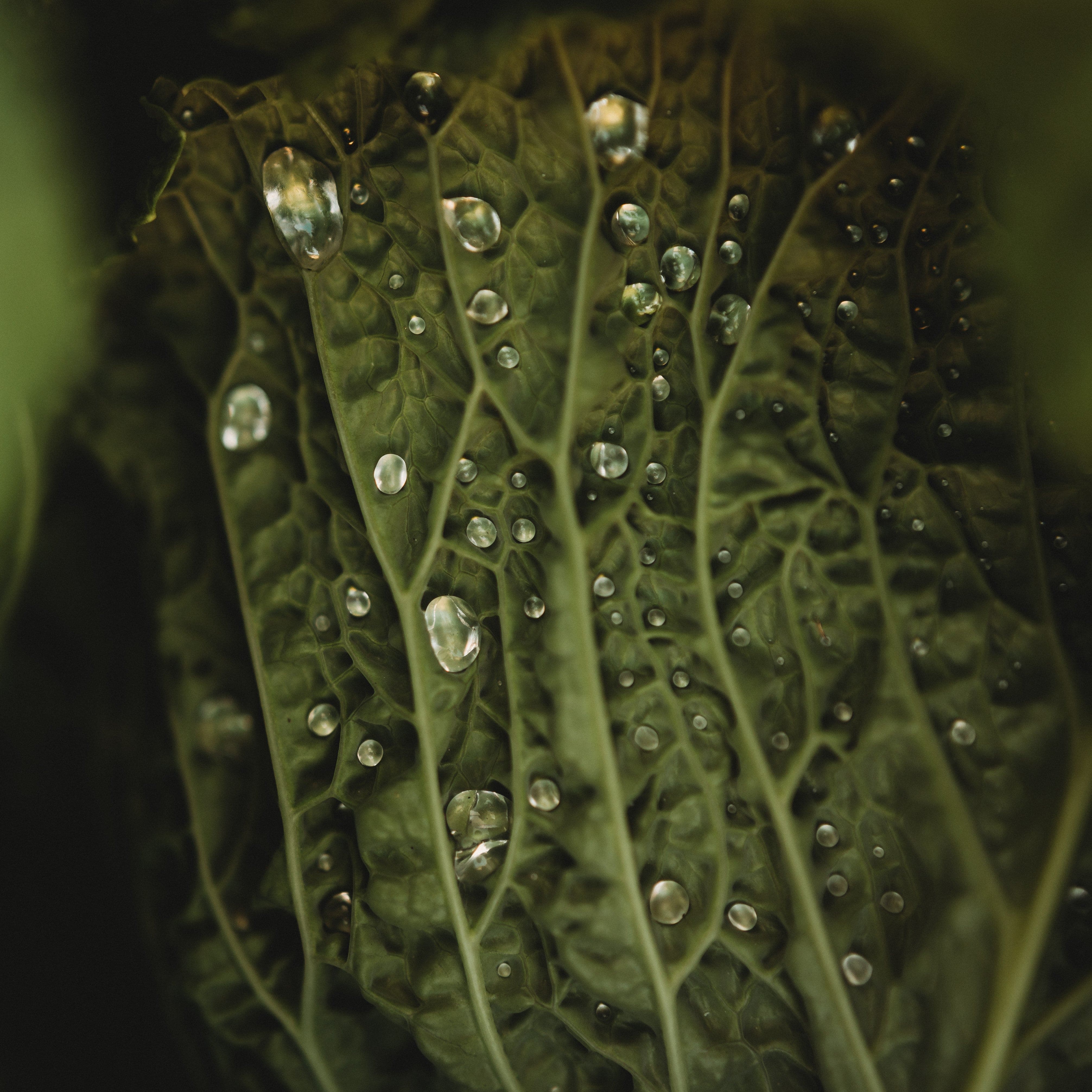 Savoy Perfection Cabbage Seeds