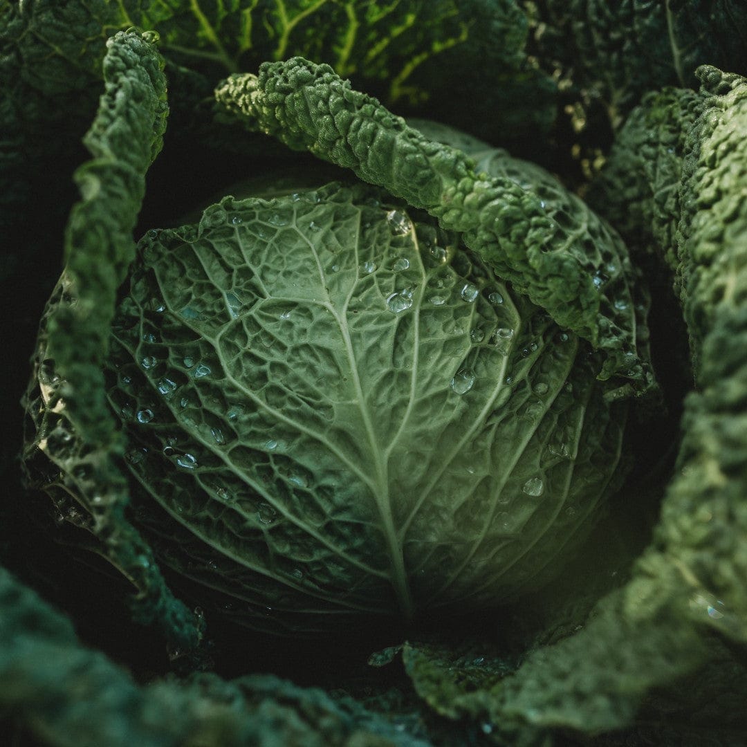 Savoy Perfection Cabbage