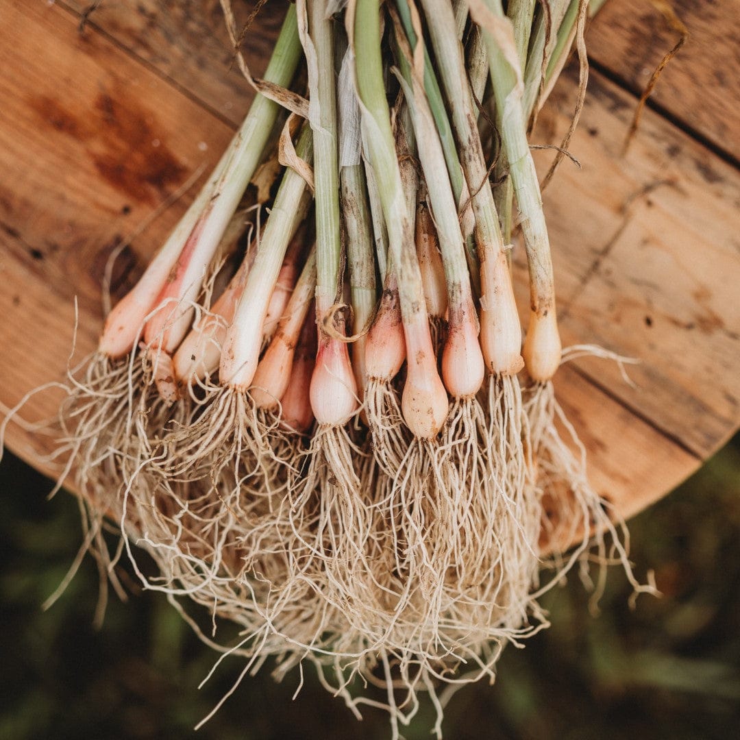 Scarlet Bandit Bunching Onion