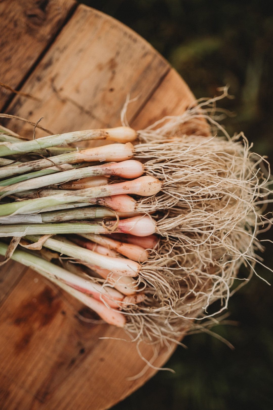 Scarlet Bandit Bunching Onion