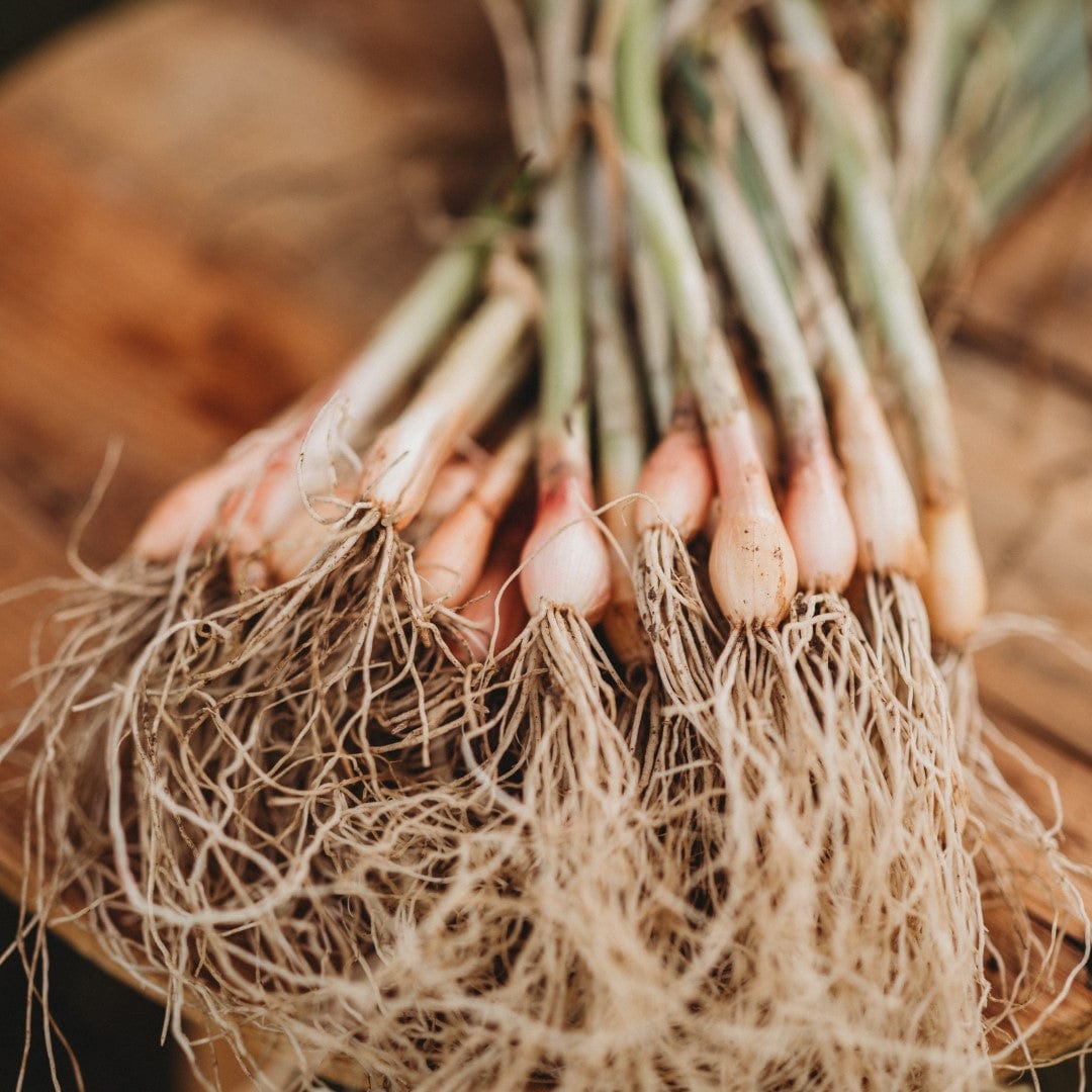 Scarlet Bandit Bunching Onion