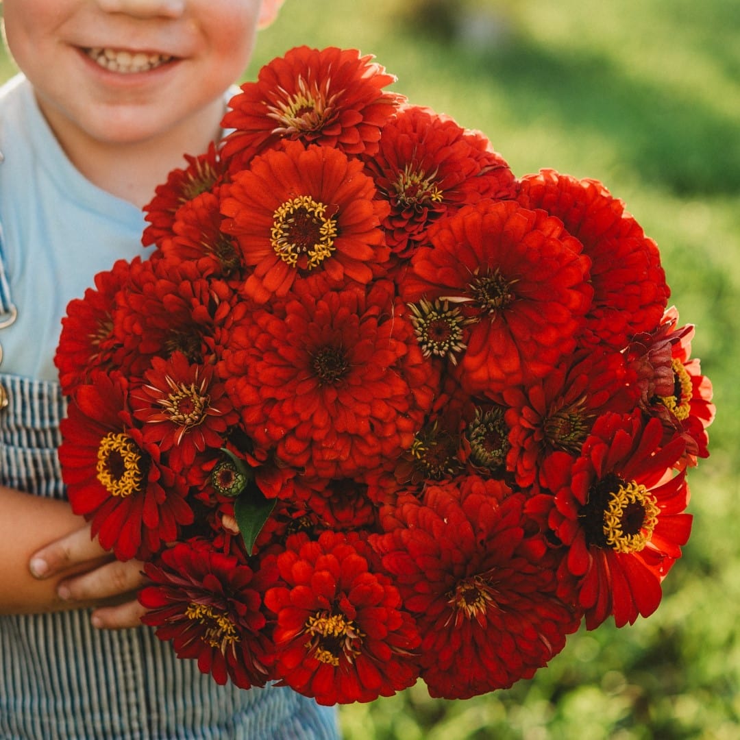 Scarlet Flame Zinnia