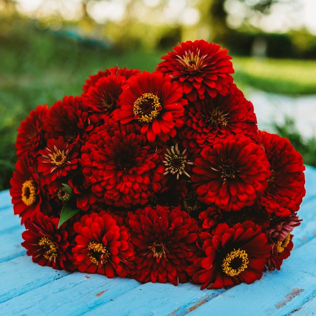 Scarlet Flame Zinnia - Thresh Seed Co.