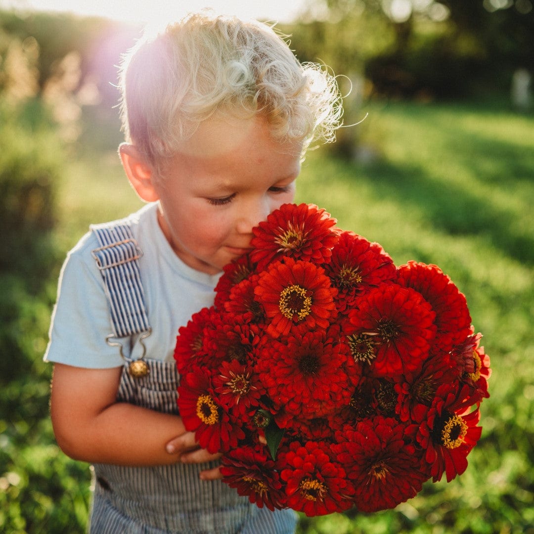 Scarlet Flame Zinnia - Thresh Seed Co.
