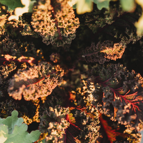 Scarlet Kale Seeds
