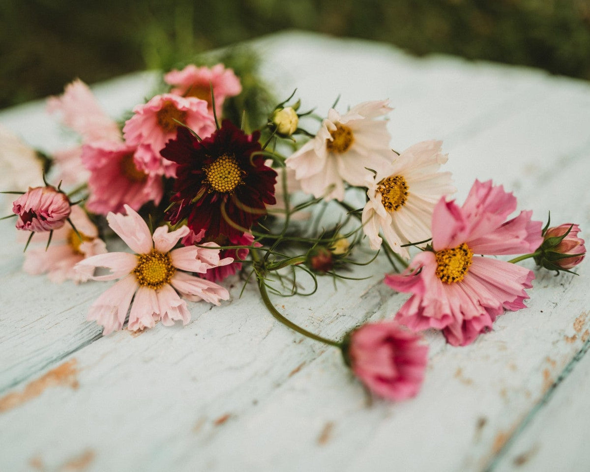 Sea Shells Cosmos Mix