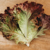 Selway Heirloom Leaf Lettuce