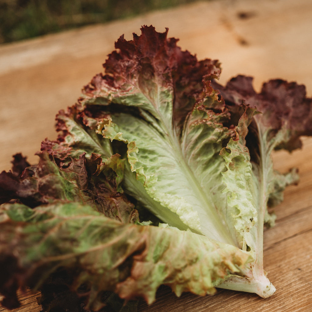 Selway Heirloom Leaf Lettuce Seeds