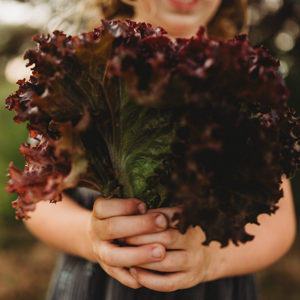 Selway Heirloom Leaf Lettuce Seeds