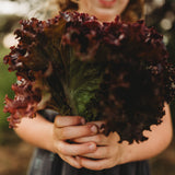 Selway Heirloom Leaf Lettuce Seeds