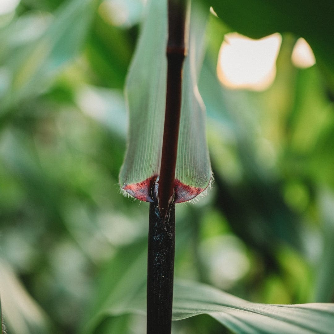 Seneca Red Stalker Corn Seeds