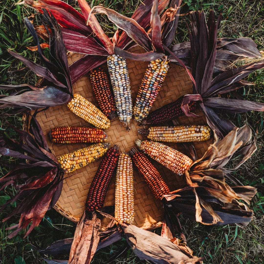 カラフルソルガム　{Colorful A } インディアンコーン Native American Corn Tagged 