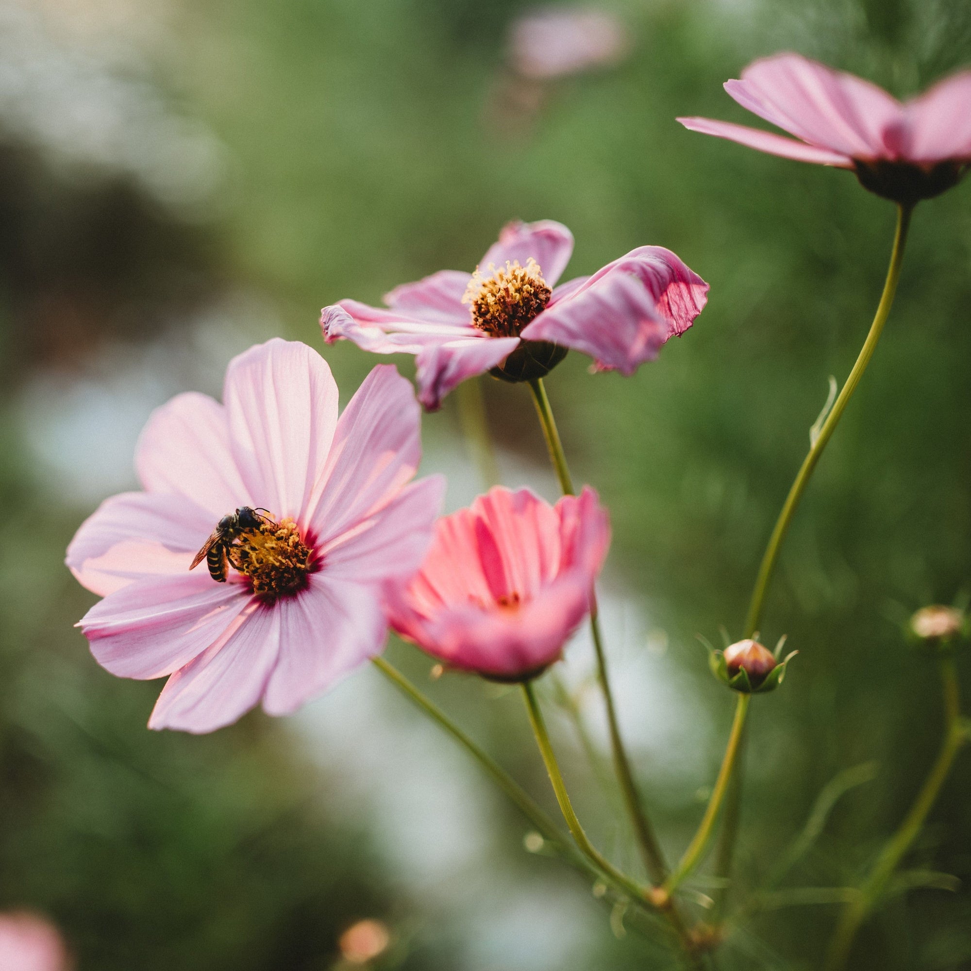 flower seeds cosmos Sensation Cosmos Mix