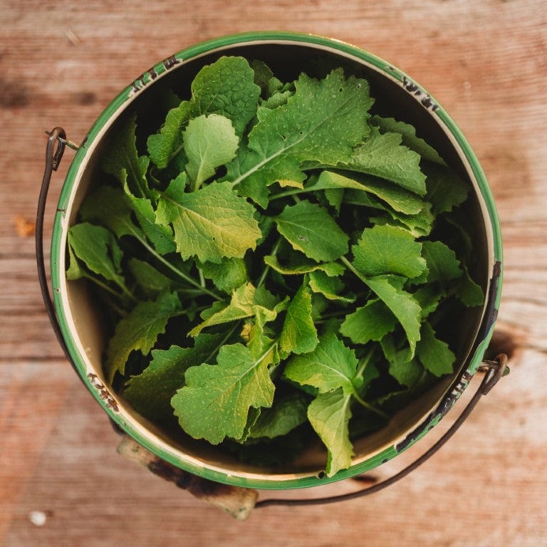 Seven Top Turnip Greens Thresh Seed Co.