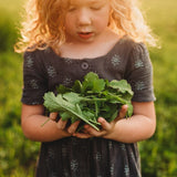 Seven Top Turnip Greens Seeds