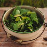 Seven Top Turnip Greens Seeds