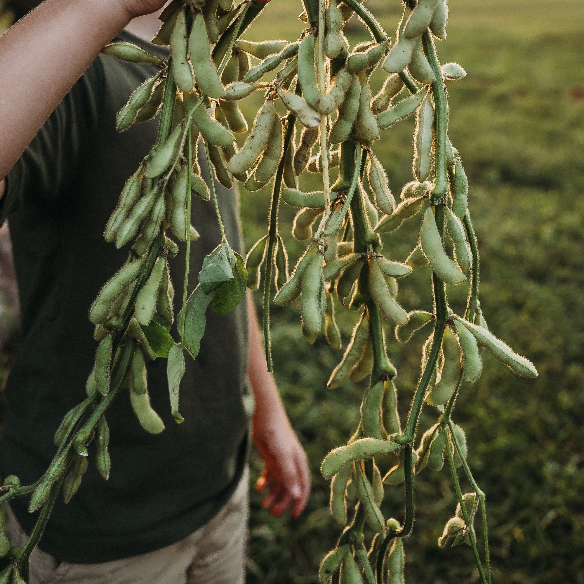 edamame beans seeds to plant Shirofumi Edamame