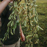 Shirofumi Edamame