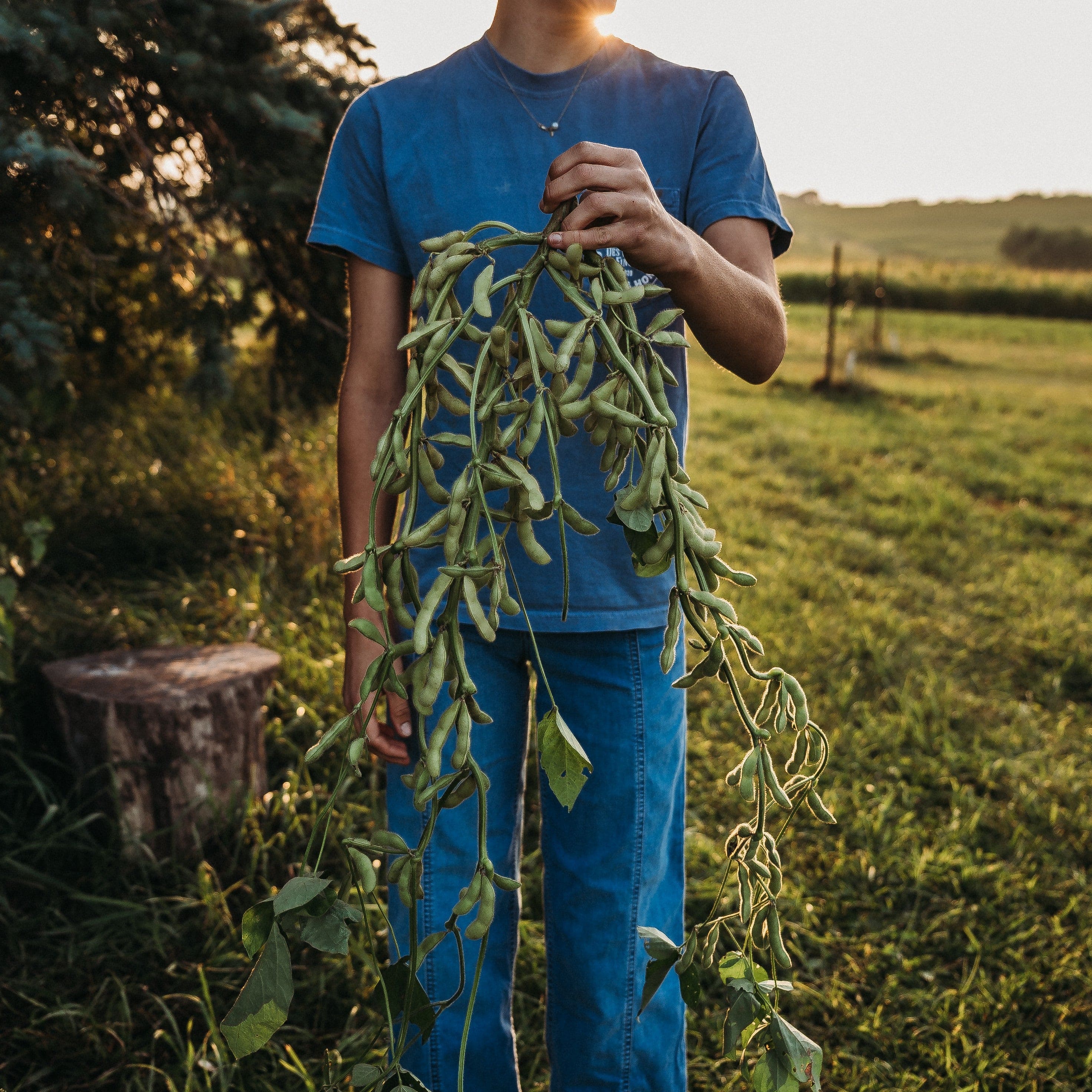 shirofumi-edamame-seeds-