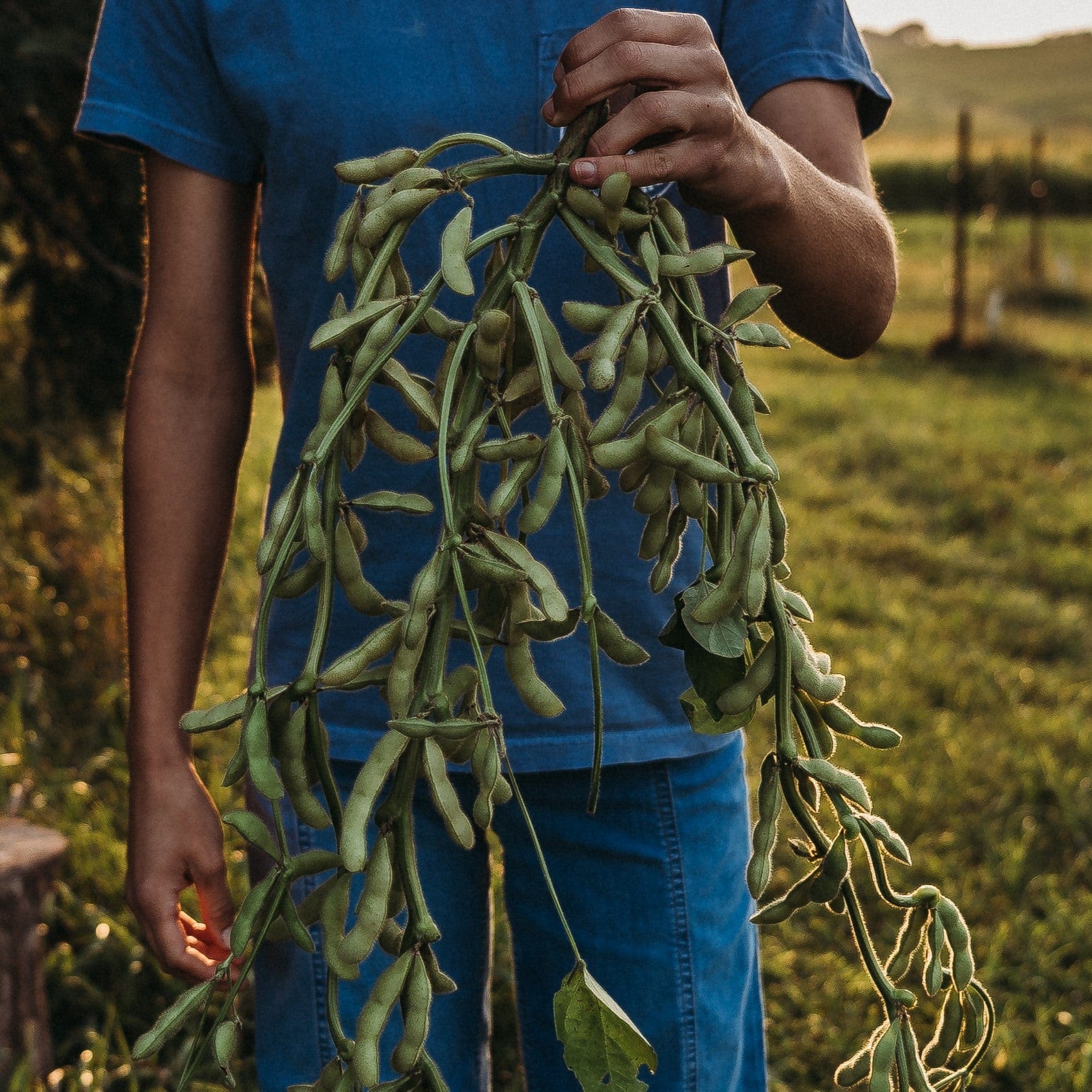 Shirofumi Edamame - Thresh Seed Co.