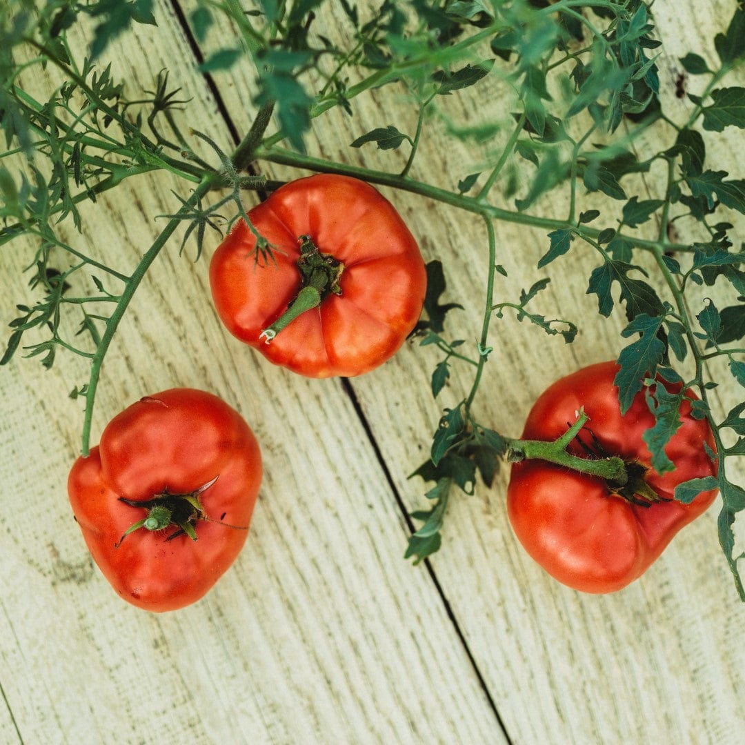 Silvery Fir Tree Tomato