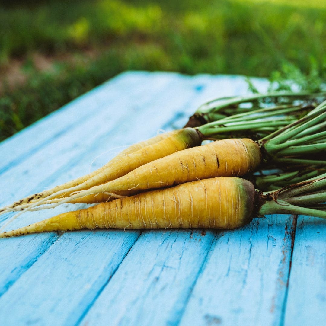 Solar Yellow Carrot