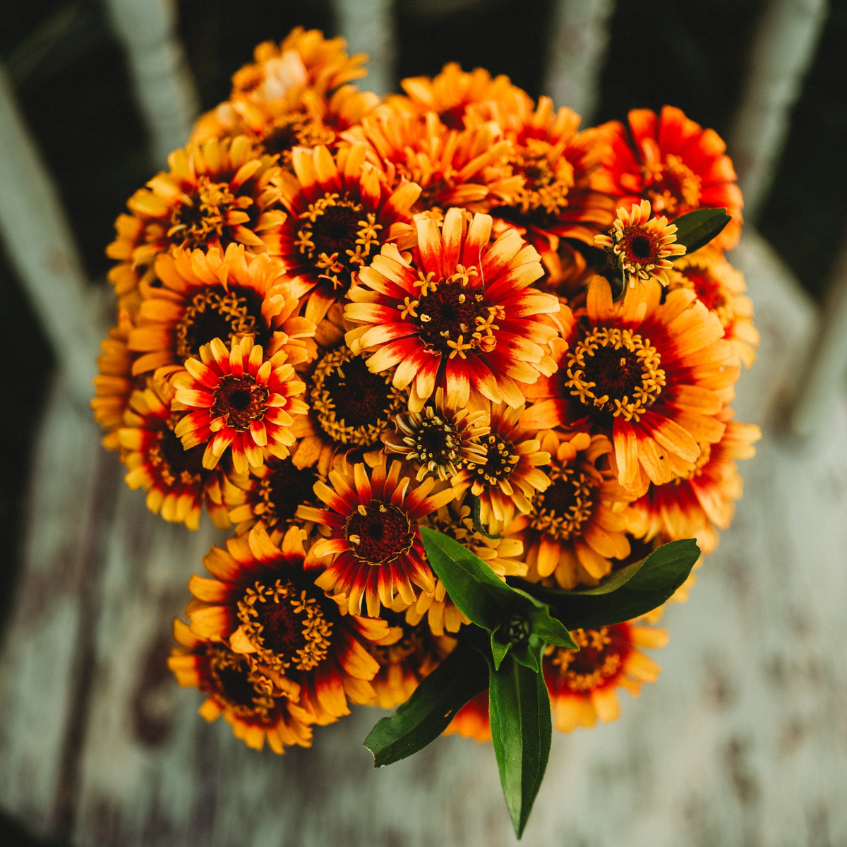 Sombrero Zinnia