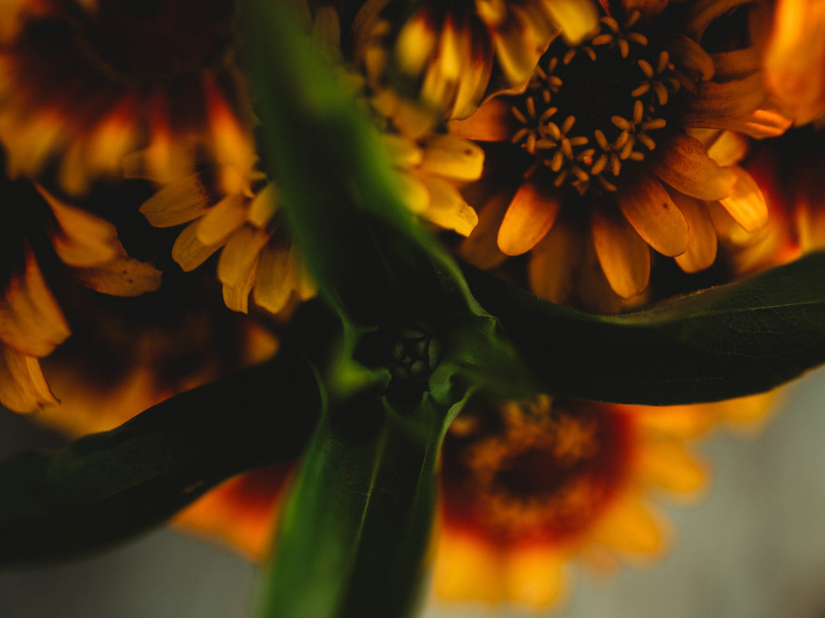 Sombrero Zinnia