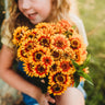 Sombrero Zinnia
