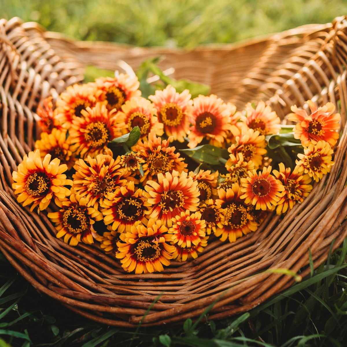 Sombrero Zinnia