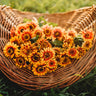 Sombrero Zinnia