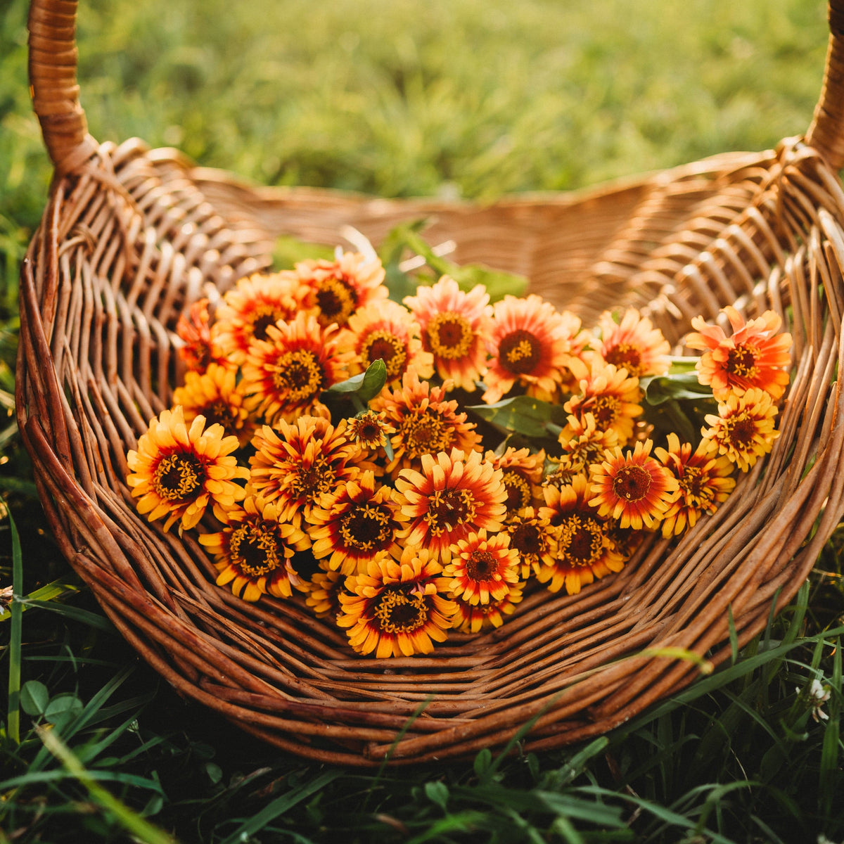 Sombrero Zinnia