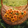 Sombrero Zinnia