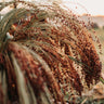 Sonnen Heirloom Broomcorn