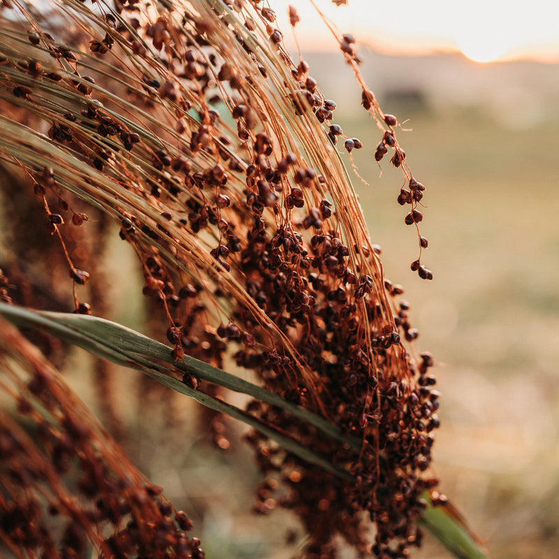 Sonnen Heirloom Broomcorn