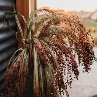 Sonnen Heirloom Broomcorn