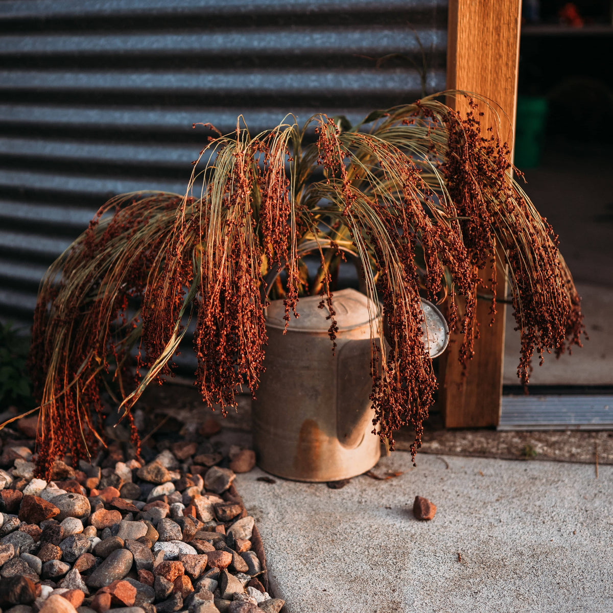 Sonnen Heirloom Broomcorn