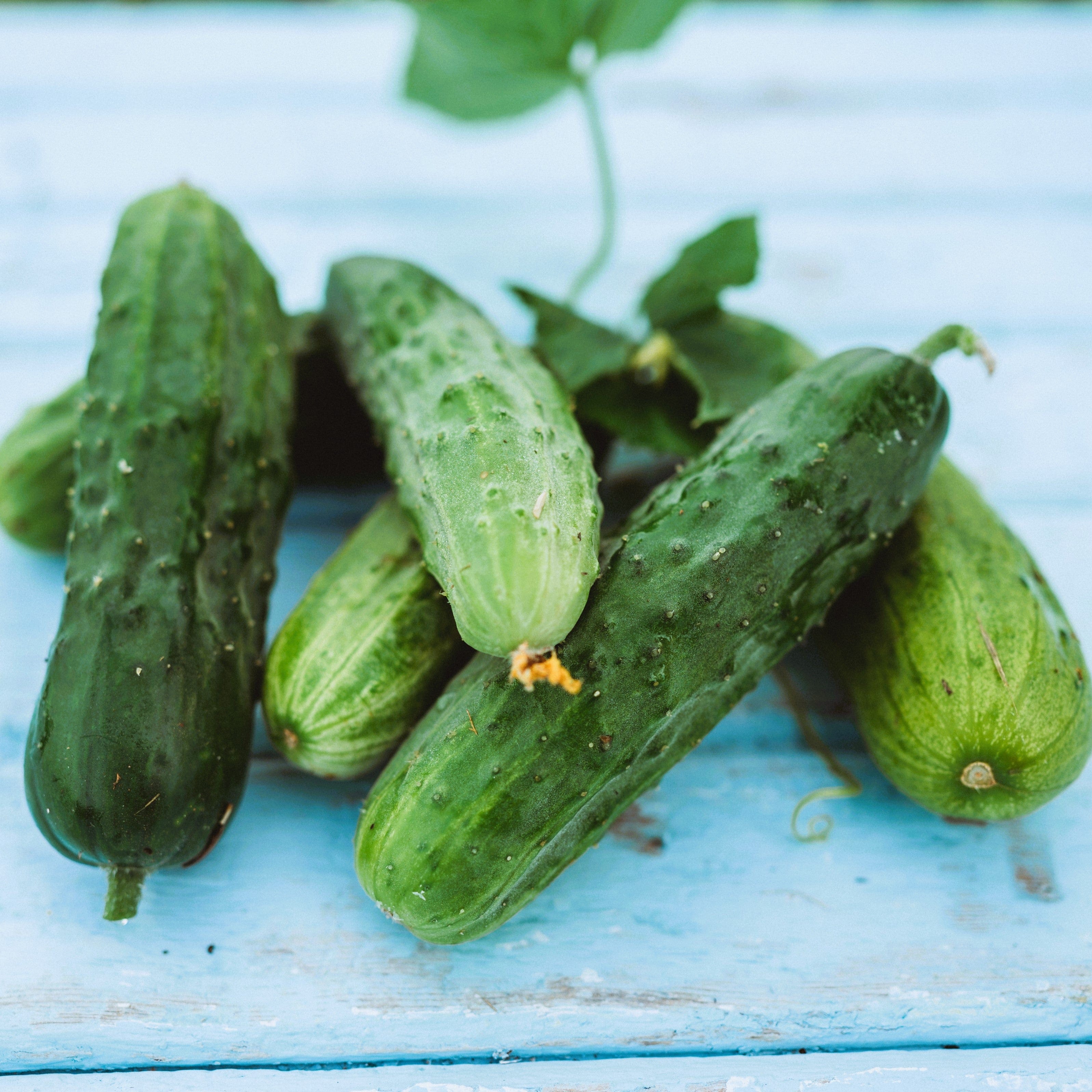 Spacemaster Cucumber Seeds