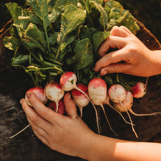Sparkler White Tip Radish