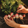 Sparkler White Tip Radish