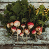 Sparkler White Tip Radish