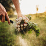 Sparkler White Tip Radish
