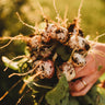 Sparkler White Tip Radish