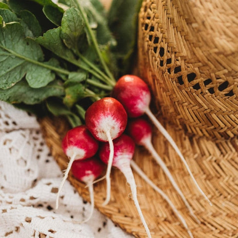 Sparkler White Tip Radish Seeds